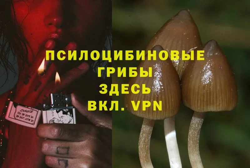 Псилоцибиновые грибы MAGIC MUSHROOMS  Нижнекамск 